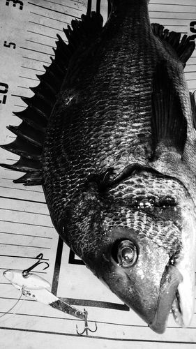 チヌの釣果