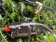 ナマズの釣果