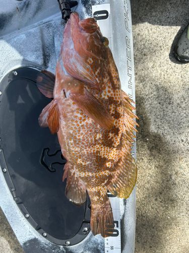 アコウの釣果