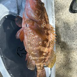 アコウ