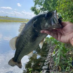 ラージマウスバス