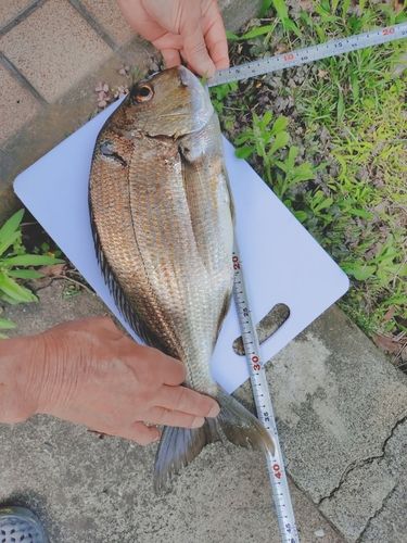 ヘダイの釣果