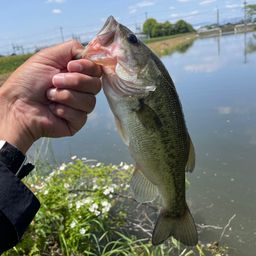 ラージマウスバス