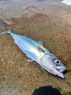 サバの釣果
