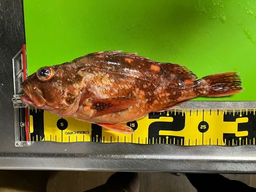 カサゴの釣果