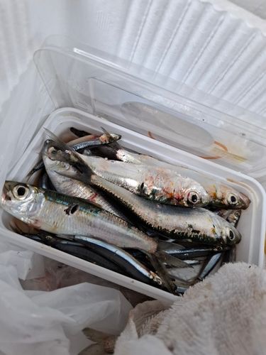ミズンの釣果