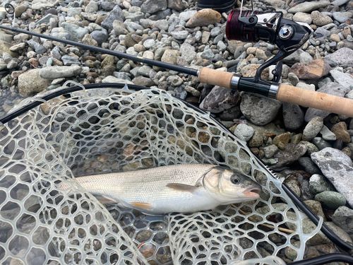 ウグイの釣果
