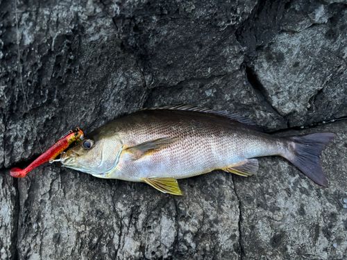 イサキの釣果