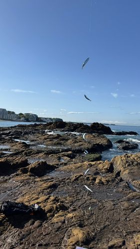 ゴマサバの釣果