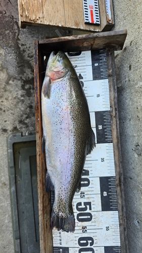 ニジマスの釣果