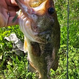 ラージマウスバス