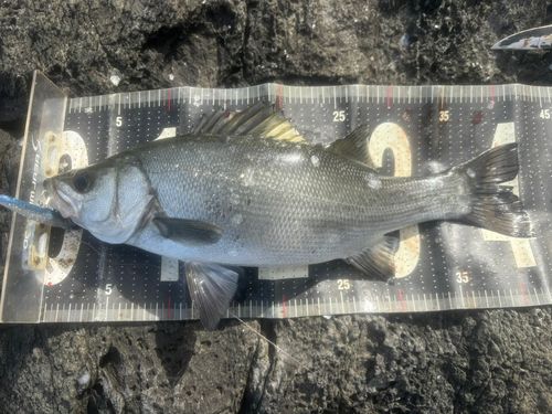 フッコ（ヒラスズキ）の釣果