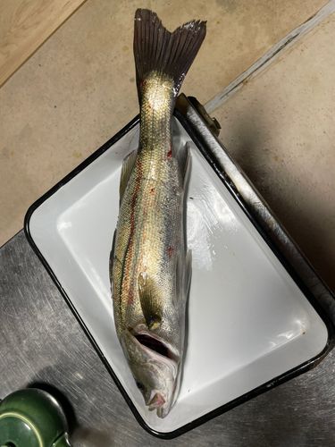 シーバスの釣果