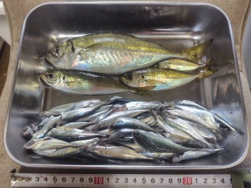 アジの釣果