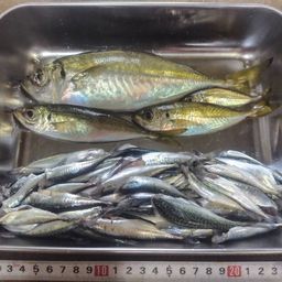 アジ