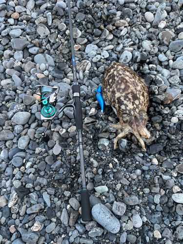 コウイカの釣果