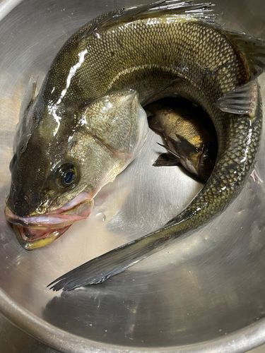 シーバスの釣果
