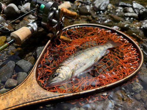 アマゴの釣果
