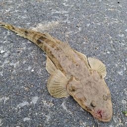 コチ