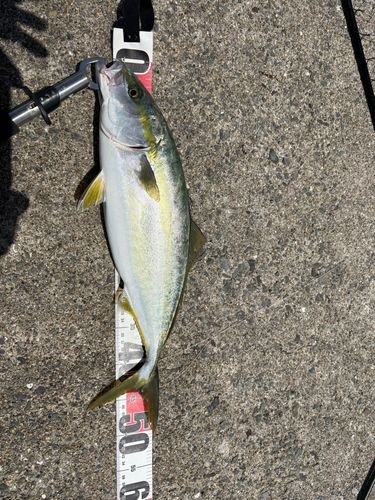 ハマチの釣果