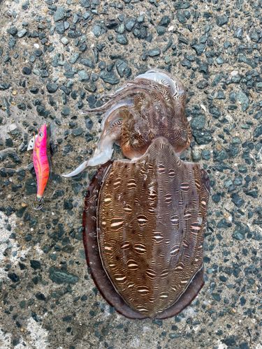 モンゴウイカの釣果