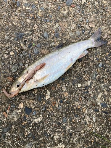 ウグイの釣果