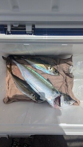 サバの釣果