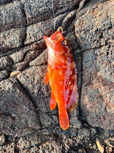 アカハタの釣果