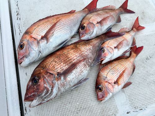 マダイの釣果