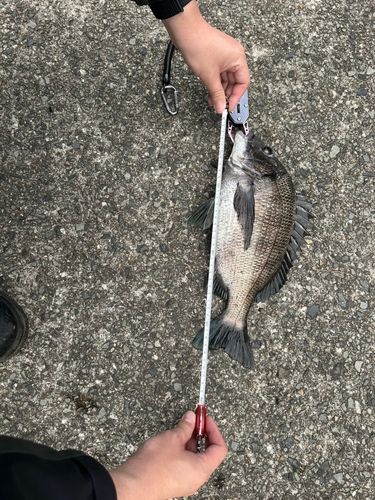 チヌの釣果