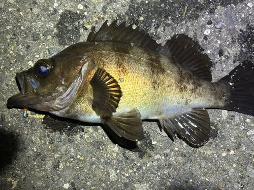 メバルの釣果