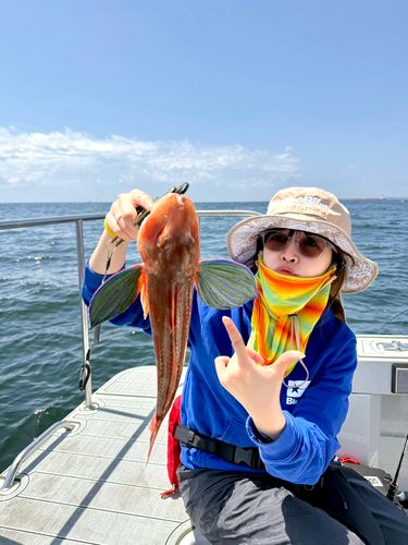 ホウボウの釣果