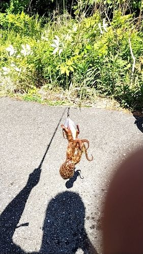 タコの釣果