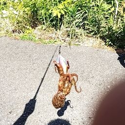 タコ