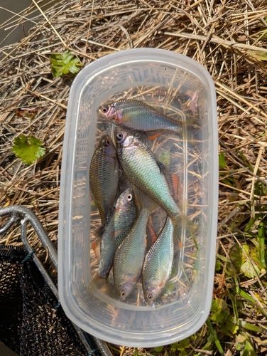 ヤリタナゴの釣果