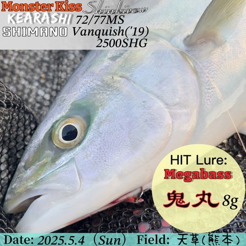 ハマチの釣果