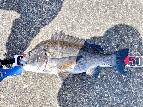 クロダイの釣果