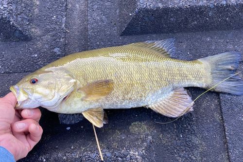 スモールマウスバスの釣果