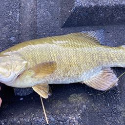 スモールマウスバス