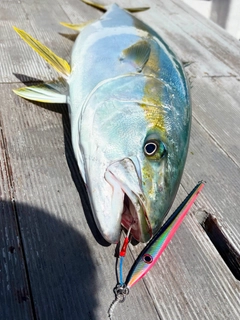 ヒラマサの釣果