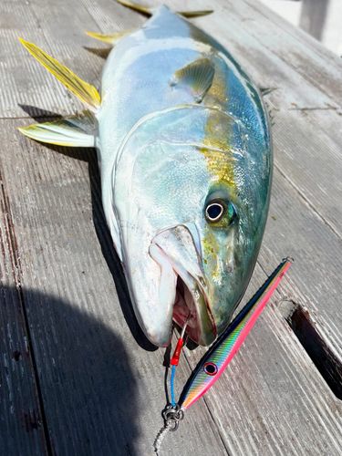 ヒラマサの釣果