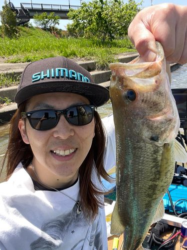 ブラックバスの釣果