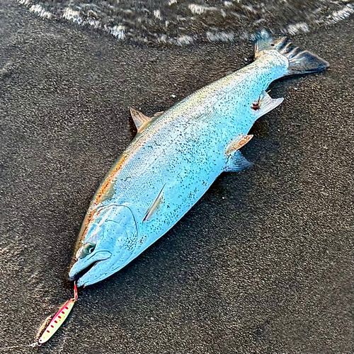 サクラマスの釣果