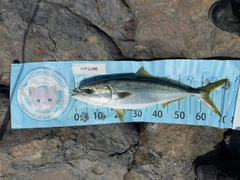 ハマチの釣果