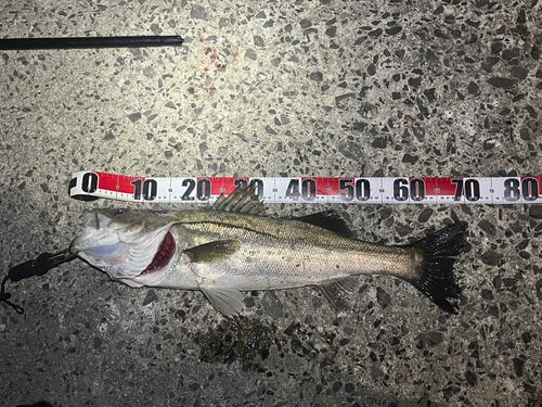 スズキの釣果