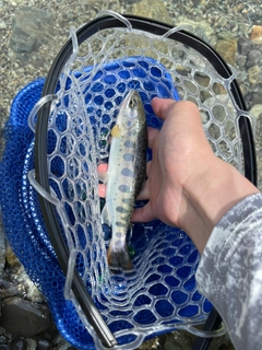 アマゴの釣果