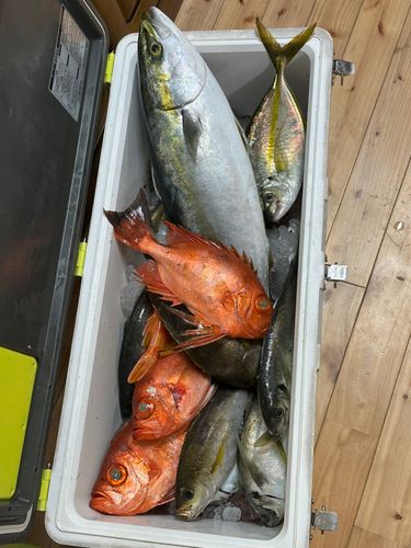 ヤズの釣果
