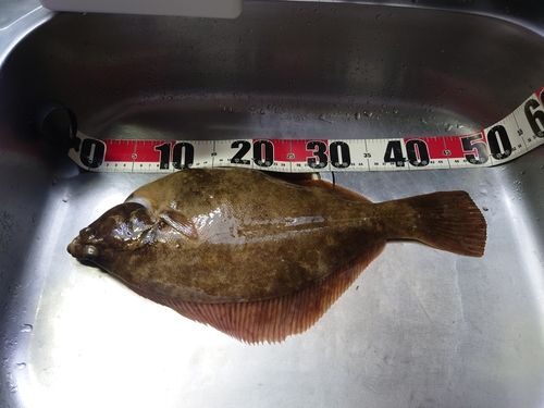 マコガレイの釣果