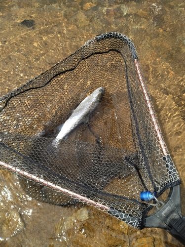 ニジマスの釣果