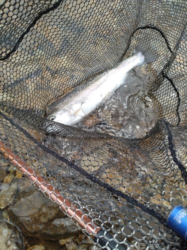 ニジマスの釣果